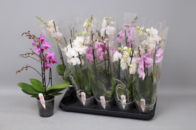 Phalaenopsis MF mix 12Ø 50cm 2st 30fl