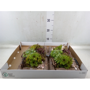 Arr.  Sempervivum L%