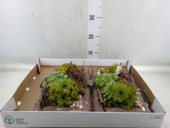 <h4>Arr.  Sempervivum L%</h4>