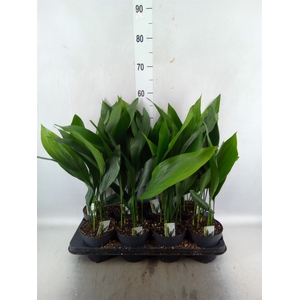 Aspidistra elat.