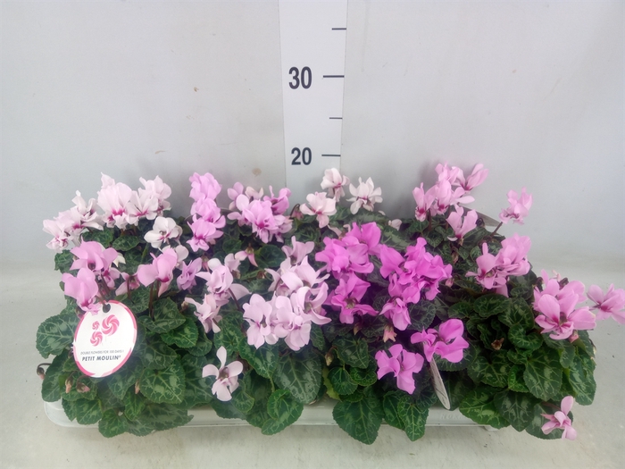 <h4>Cyclamen KL 'Petit Moulin'</h4>