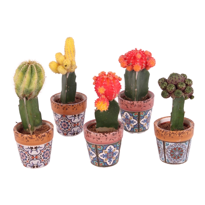 <h4>Cactus Gymno Gemengd Keramiek Mosaic</h4>