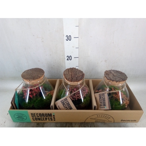 Arr.   Kamerplant Groen H%