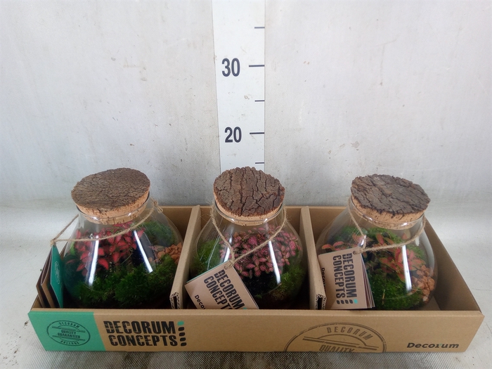 <h4>Arr.   Kamerplant Groen H%</h4>