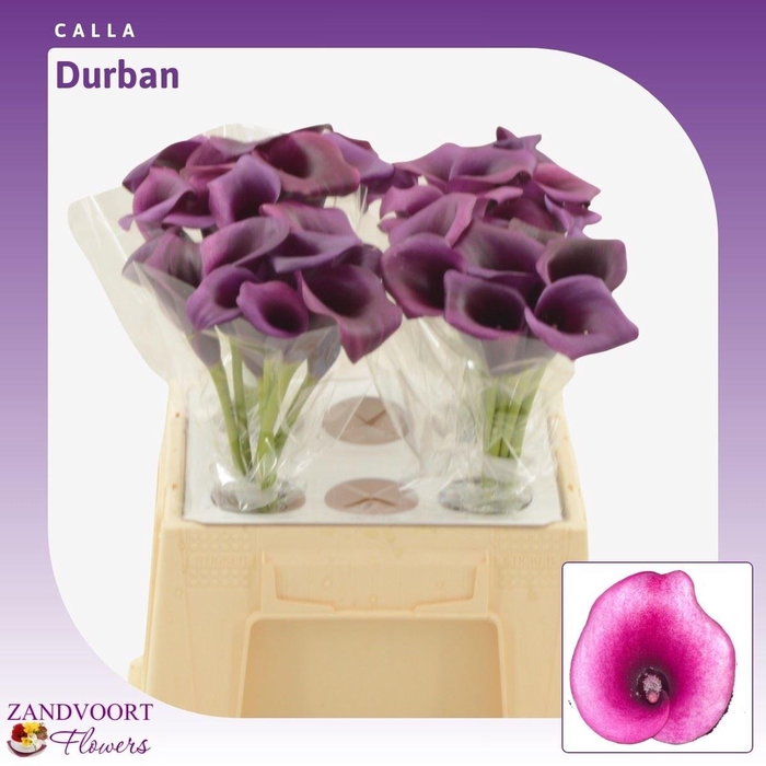 <h4>Calla Durban</h4>