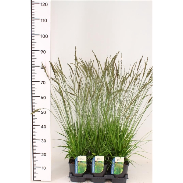 <h4>Molinia caerulea 'Moorhexe'</h4>