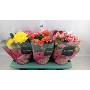 Begonia elat. DU   ...mix