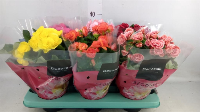 <h4>Begonia elat. DU   ...mix</h4>