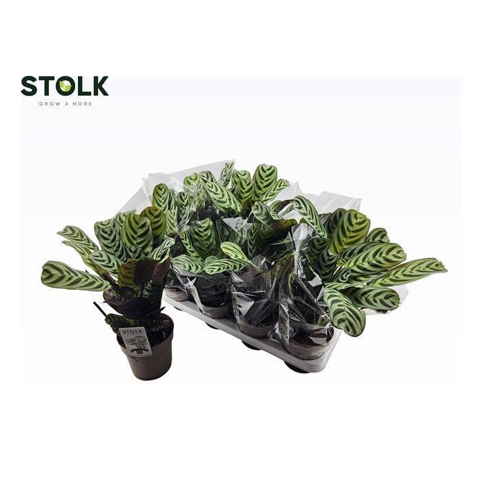 <h4>Ctenanthe Burle-marxii 14Ø 40cm</h4>