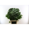 Caryota String