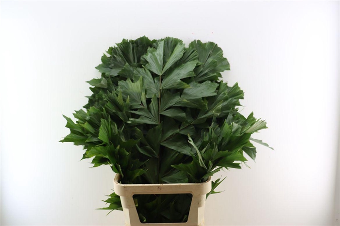 Caryota String