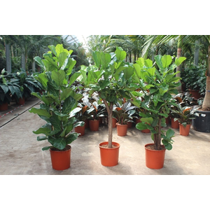 Houseplant Mix CC Ficus lyrata Mix P34