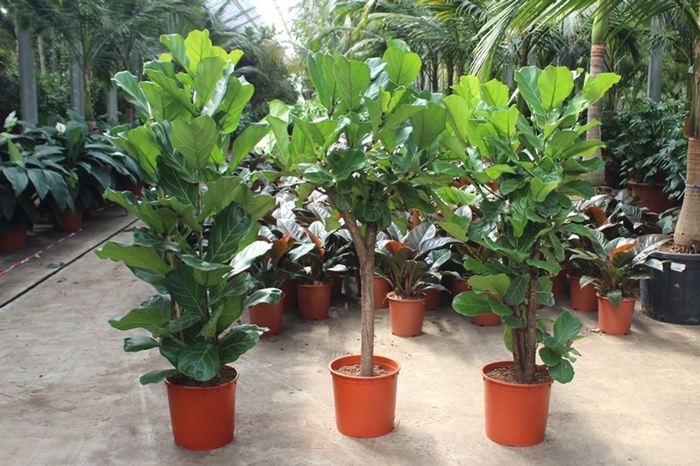 <h4>Houseplant Mix CC Ficus lyrata Mix P34</h4>