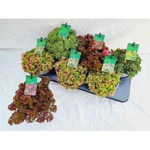 SEDUM GEM