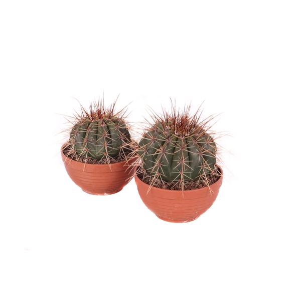 <h4>Melocactus broadwaii 17 cm</h4>