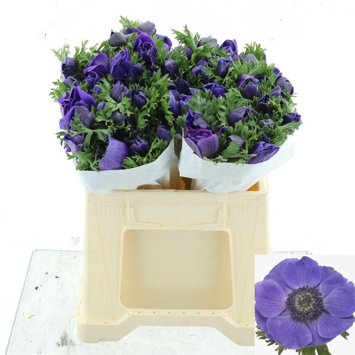 <h4>ANEM CO MIS + D BLUE</h4>