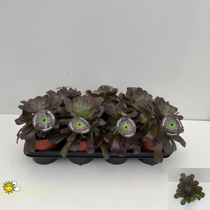 <h4>AEONIUM AB VELOURS</h4>
