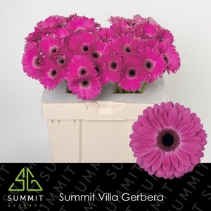 Gerbera Rich Water