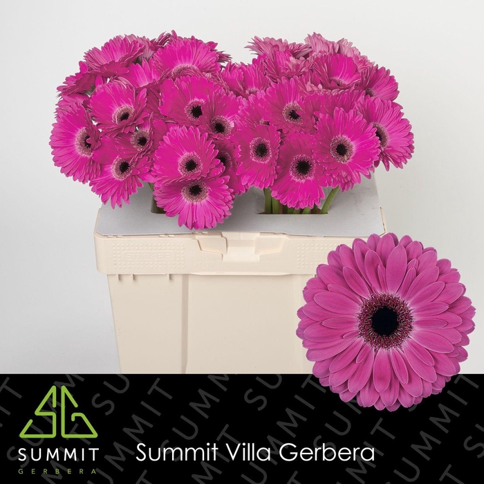 <h4>Gerbera Rich Water</h4>