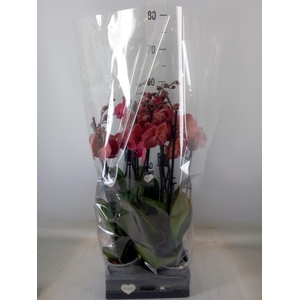 Phalaenopsis   ...orange