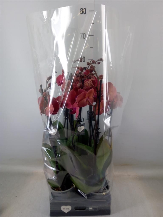 <h4>Phalaenopsis   ...orange</h4>