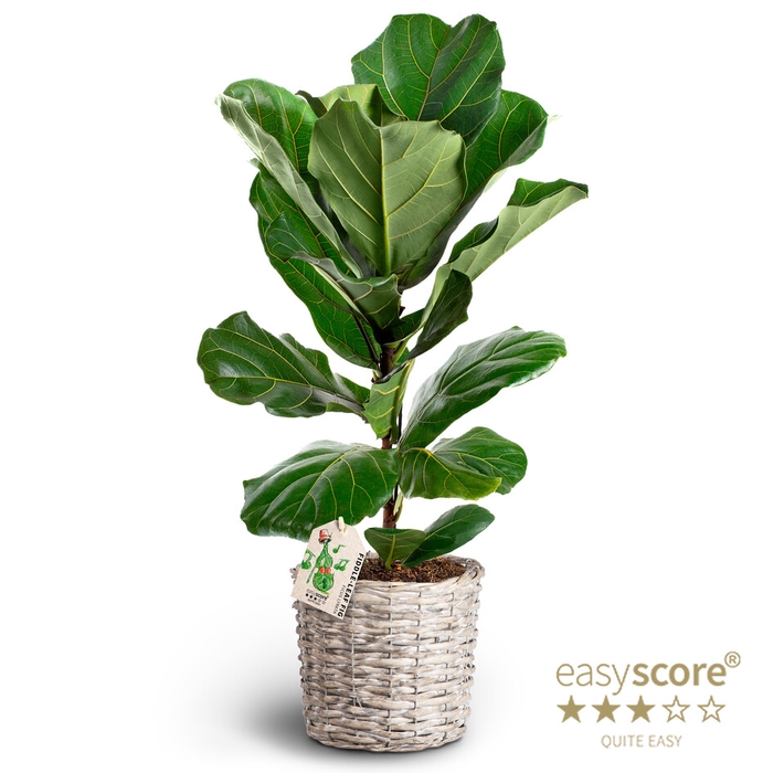 FICUS LYRATA P20 BUSH