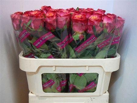 <h4>R Gr Mai Tai</h4>