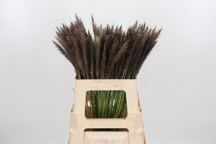 <h4>Penni Setaceum</h4>