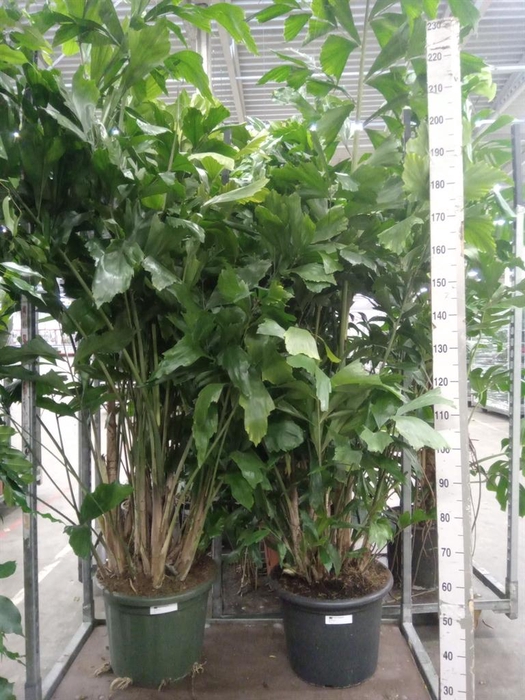 <h4>Caryota mitis</h4>