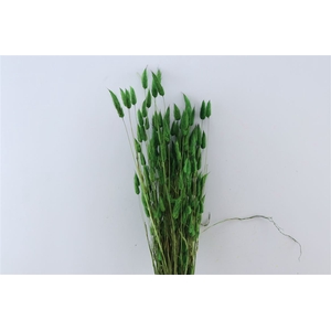 Dried Lagurus X5 Dark Green Bunch