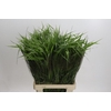 Panicum Fountain