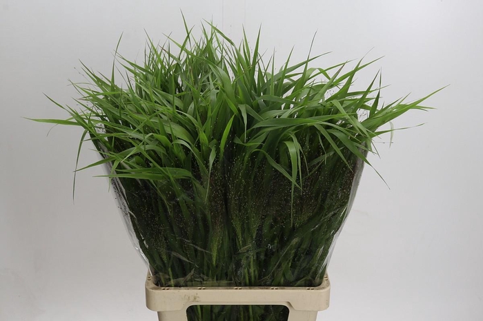 <h4>Panicum Fountain</h4>