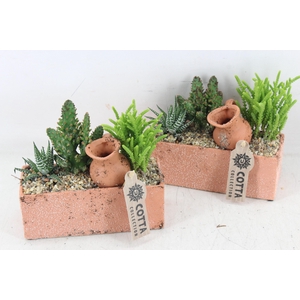 arr3 UB - Terra rechth. x4 cactus