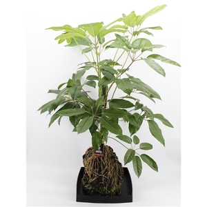 Lova XXL - Schefflera Amate