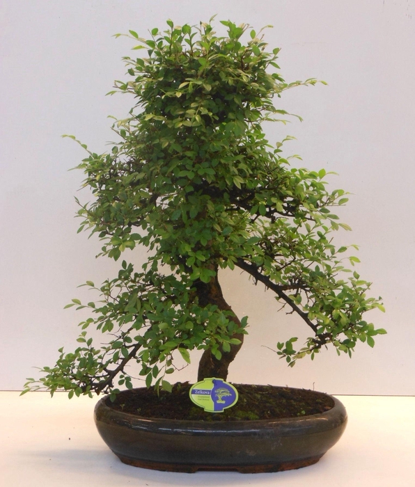 <h4>Zelkova parvifolia, 43cm., shape, without driptray</h4>