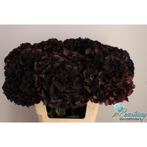 HYDR M MAG D RUBY CL