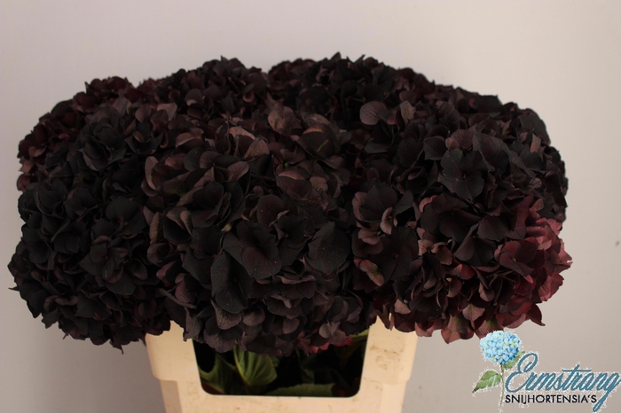 <h4>HYDR M MAG D RUBY CL</h4>