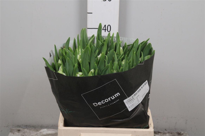 <h4>Tu Pa Cabanna</h4>