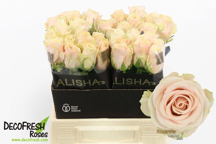 <h4>R Gr Roxanne</h4>