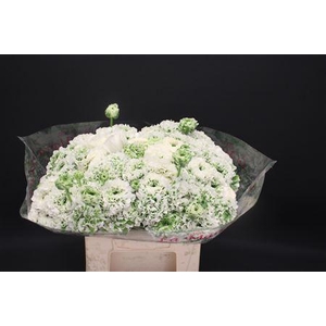 Cl Pon-pon Igloo 566