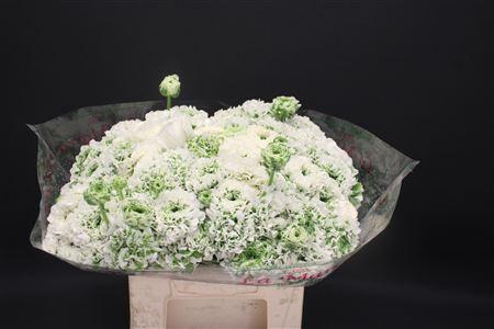 <h4>Cl Pon-pon Igloo 566</h4>