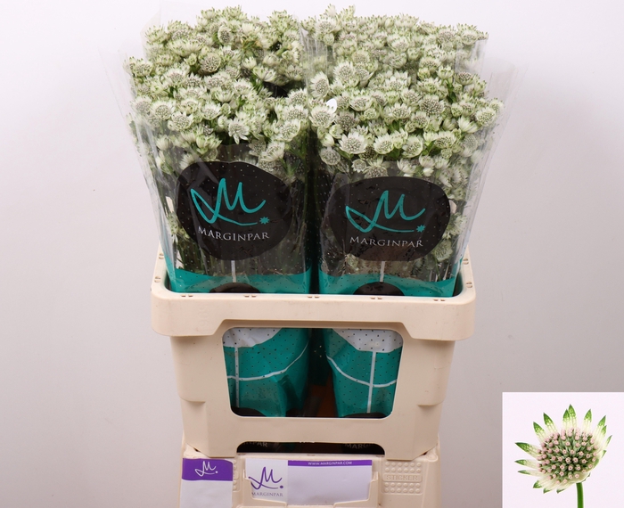 <h4>Astr Billion Stars</h4>