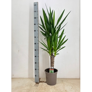 YUCCA