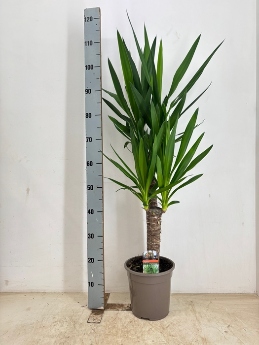 <h4>YUCCA</h4>