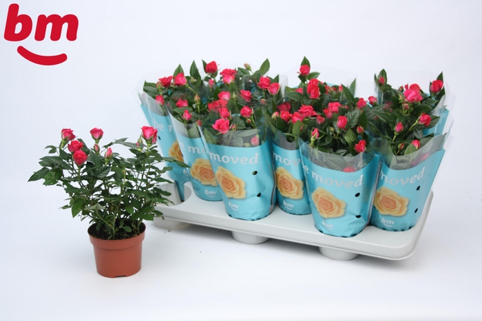 <h4>Rosa Purple Jewel Beau Monde</h4>