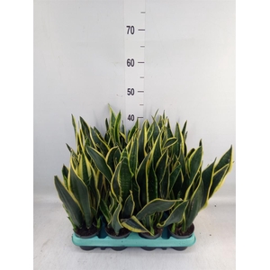 Sansevieria trifa. 'Black Gold'