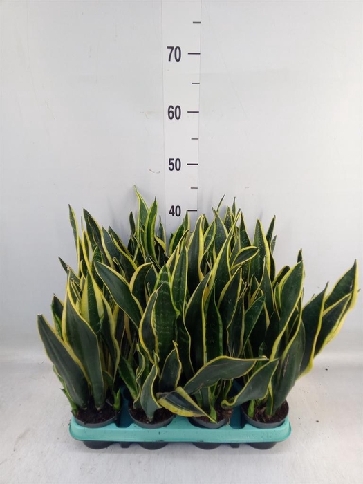 <h4>Sansevieria trifa. 'Black Gold'</h4>