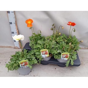 PAPA NUD GARTENZWERG