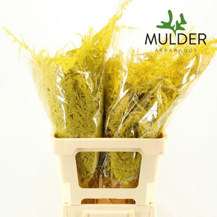 <h4>Asparagus DYED Yellow</h4>