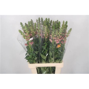 Antirrhinum It. Orange